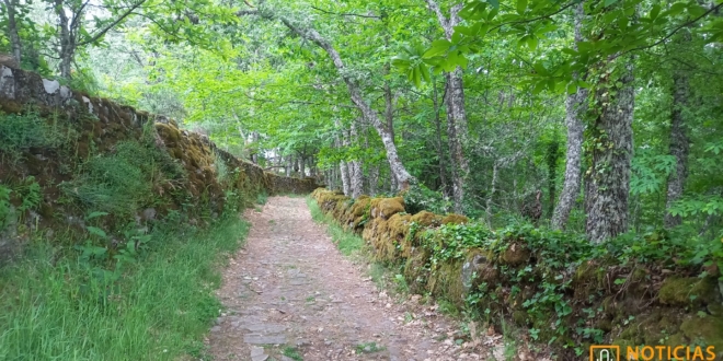 Rusa Asentadero - Bosque de los espejos