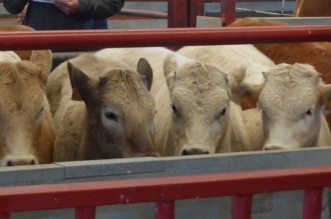 mercado de ganado