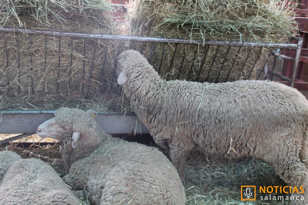 Feria ovino y caprino 2