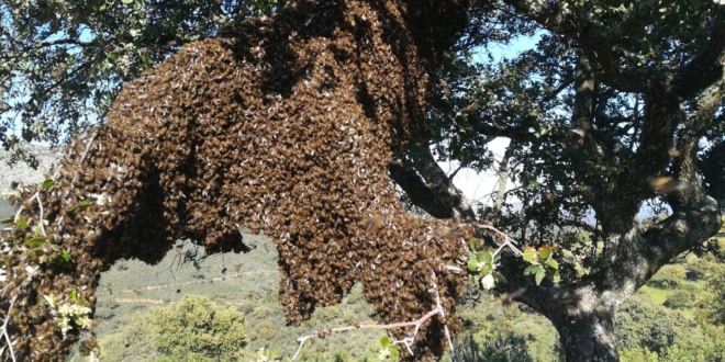 Enjambre de abejas cerca de la colmena en Salamanca