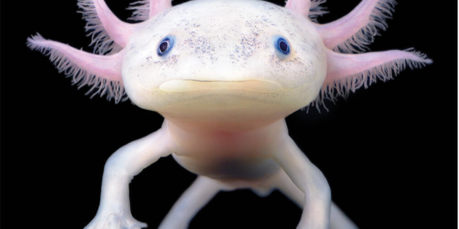 9p390zn81y axolotl WWsummer2021