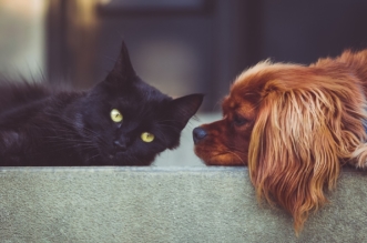 mascotas perro y gato