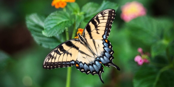 mariposa naturaleza salamanca