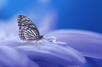 mariposa azul
