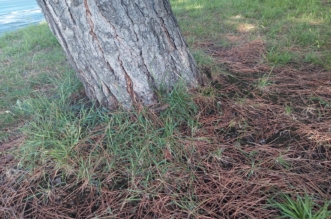 árbol del Parque de los Gozos y las Sombras
