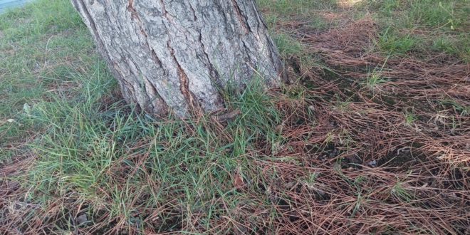 árbol del Parque de los Gozos y las Sombras