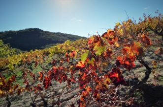 Ruta del Vino Sierra de Francia
