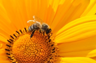 abejas salamanca